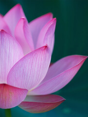 Fototapeta premium Close-up Pink Lotus Blossom, Serene Floral Detail, Soft Natural Light, Tranquil Spa Background