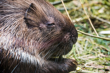 Eating white-tailed porcupine. Close-up of animal eating