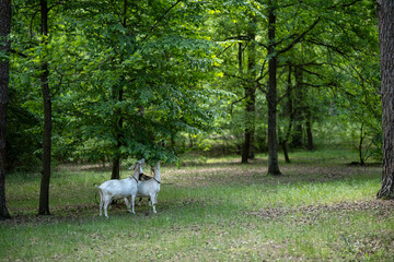 Obraz premium A small herd of domestic goats grazes among the trees on a green lawn. Thanks to the grazing of goats, thickets do not form in the forest park, and the lower part of the trees is clearly visible.