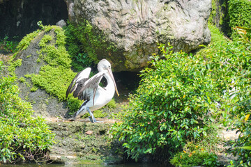 Australian Pelicans (Pelecanus conspicillatus) stands on the edge of a pond, stretching its white...