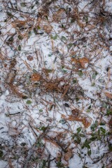 The ground covered with snow with needles from coniferous trees and lingonberry leaves. Snowy landscape with fallen leaves and branches. Winter path in the forest close-up. View from above