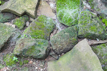 A close-up shot of vibrant green moss growing on large rocks. Thin, tangled white threads are...