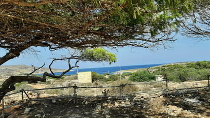 Scenic coastal view with tree and blue ocean in background  