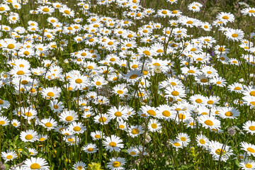 Growing summer daisies flowers in sunlight.