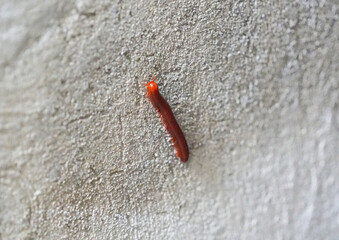 A red millipede crawling on a concrete wall.