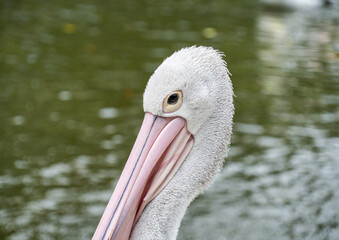 A close-up portrait of a pelican, showcasing its distinctive features: the sharp eye, textured white feathers, and long pink beak.