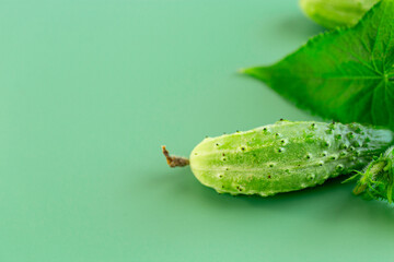 Fresh cucumbers with leaves and flowers on a green background