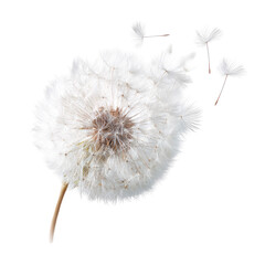 A dandelion seed head, detached, with seeds dispersing
