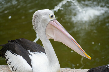 A peaceful shot of an Australian Pelican (Pelecanus conspicillatus) resting on a stone surface beside a body of water.