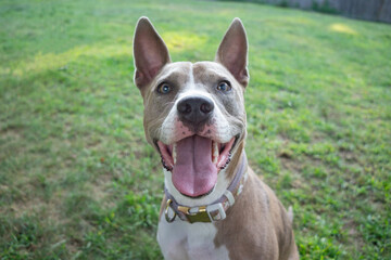Happy Dog with Tongue Out Sitting on Grass