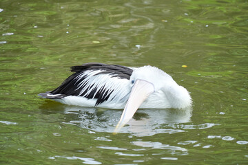 A majestic Australian Pelican floats gracefully on a calm body of water. The bird's long, pale beak...