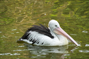Pelican gracefully swimming in a green, sunlit pond. The pelican's distinctive long, pink-tinged beak and a portion of its black-and-white plumage are visible, highlighted against the dark water.