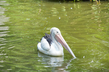 Pelican gracefully swimming in a green, sunlit pond. The pelican's distinctive long, pink-tinged beak and a portion of its black-and-white plumage are visible, highlighted against the dark water.