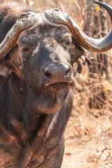 African or Cape Buffalo Looking at the Camera in Kruger National Park, South Africa © Richard C Palmer