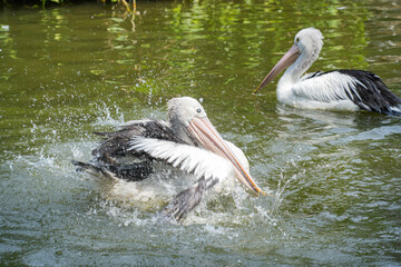Australian Pelican (Pelecanus conspicillatus) swim in a pond, splashing water around them. The bird has a striking appearance with white body, black wings, and long pink beak.