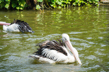 Australian Pelican (Pelecanus conspicillatus) swim in a pond, splashing water around them. The bird has a striking appearance with white body, black wings, and long pink beak.