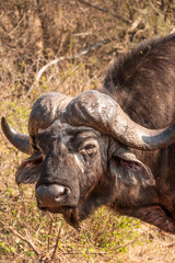 Fototapeta premium African or Cape Buffalo in Kruger National Park, South Africa
