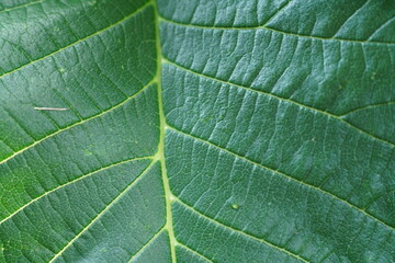 Grünes frisches Blatt mich schönen Details