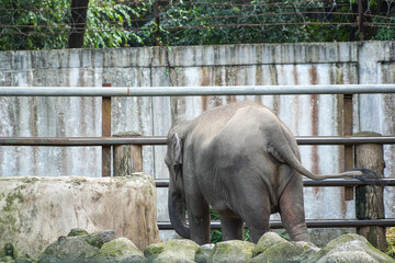 A rear-view shot of  Asian Elephant (Elephas maximus) walking away, with its body partially turned to the side. The photo highlights the elephant's wrinkled grey skin, visible hairs, and massive size.
