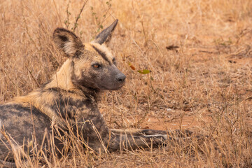African Wild Dog Lying Down in the Bush in South Africa