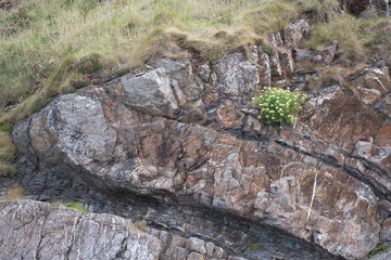 Rock samphire growing in the strata of Millook Haven Cornwall