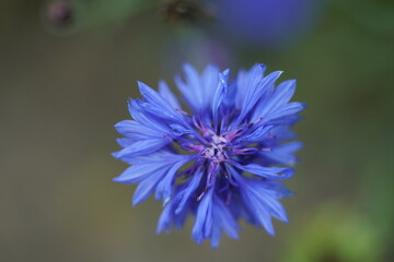 Kornblume im Detail mit schönem weichen Hintergrund