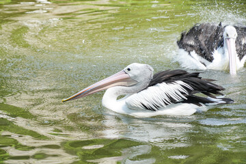 Australian Pelican (Pelecanus conspicillatus) swim in a pond, splashing water around them. The bird has a striking appearance with white body, black wings, and long pink beak.