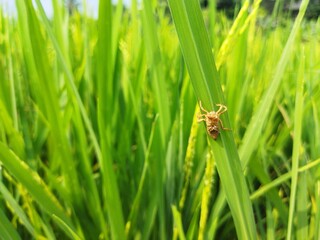 Close-up of a brown insect exoskeleton on a green rice leaf in a paddy field. Perfect for macro nature photography, agriculture, pest observation, biology, and rural ecosystem themes.