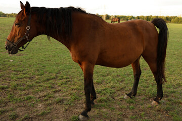 Bay horse portrait with long mane close up in motion.