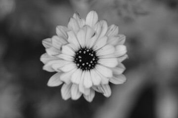Ringelblumen im Detail mit sehr schöner sonniger Blüte, Calendula