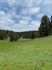 A lush green mountain meadow dotted with purple wildflowers and bordered by tall pine trees under a...