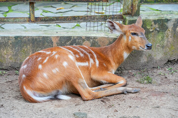 An African sitatunga antelope lying on the ground.