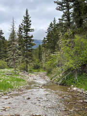 Obraz premium A crystal-clear mountain stream winds through a lush evergreen forest with fresh green foliage and wildflowers along the banks. This peaceful wilderness scene captures the beauty of alpine landscapes 
