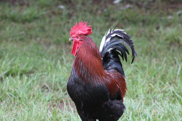 Chickens and rooster in the front yard