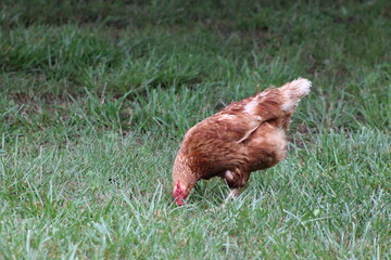 Chickens and rooster in the front yard