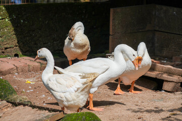Geese stand on the muddy, concrete ground while preening their feathers with their beaks.