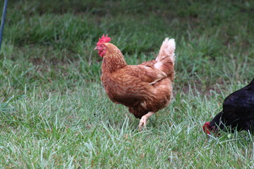 Chickens and rooster in the front yard