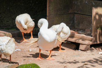 Geese stand on the muddy, concrete ground while preening their feathers with their beaks.
