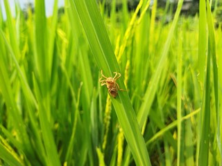 Fototapeta premium Shot of an insect exoskeleton clinging to a rice leaf in a green paddy field. Ideal for themes of entomology, agriculture, rural life, nature, biology, and pest identification.