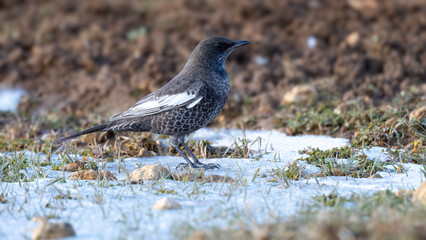 Ring Ouzel feeding high in the mountains