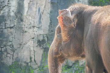 A stunning Asian Elephant head with its unique skin texture, including wrinkles and fine hairs, as well as detailed ears.