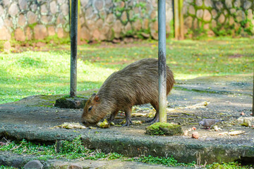 Capybaras casually eat green leaves, vegetables, and other food scraps.
