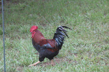 Chickens and rooster in the front yard