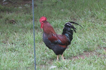 Chickens and rooster in the front yard