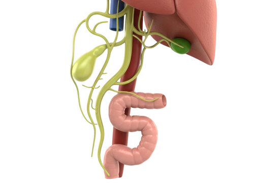 Photo of human digestive system anatomy with liver, gallbladder, and intestines isolated on transparent background