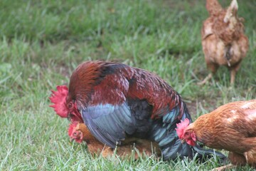 Chickens and rooster in the front yard