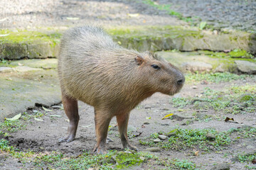 A full-body, side-view photograph of a capybara, the world's largest rodent. The capybara stands attentively on a patch of dirt and small stones, with its shaggy, light brown fur highlighted.