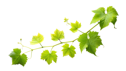 Grape Vine Branch with Green Leaves Isolated on Transparent Background