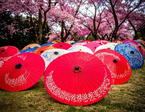 Colorful umbrellas under cherry blossoms (1)