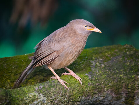 Jungle babler hd 
Wild birds hd